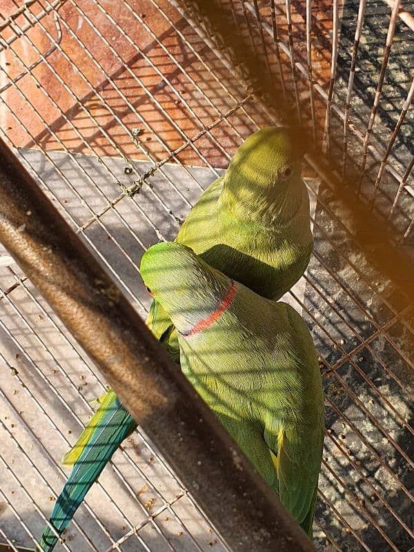 Ringneck breeder pair 6