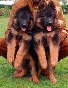 German Shepherd Long Coat Dog | German Shepherd Puupies For Sale