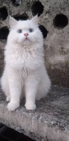 Blue eyes female persian cat