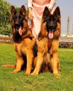 German Shepherd Long Coat Dog Black Mask Pair 0