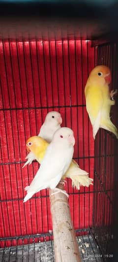 nice parrots 03229269379