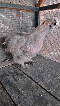 silkie chicken