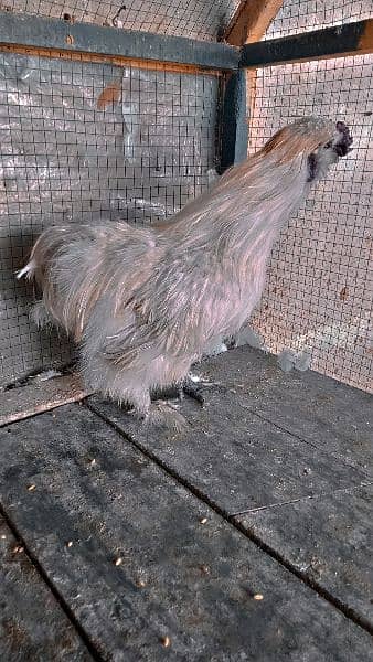 silkie chicken 0