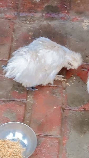 silkie chicken 1