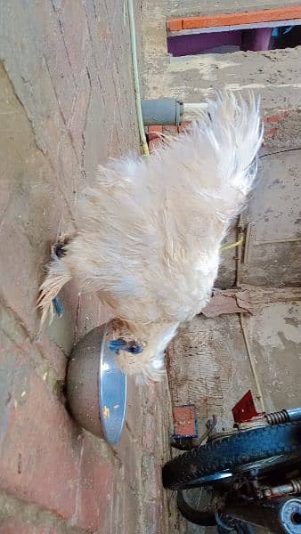 silkie chicken 5