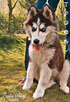 Siberian husky. long coat. non pedigree