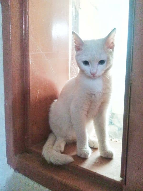 Persian(Pure white) cat for sale 1