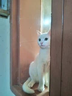 Persian(Pure white) cat for sale