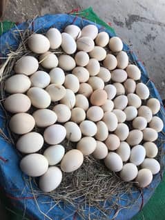 fresh phati 100% eggs guarantee golden misri andy wali murgi avlaible