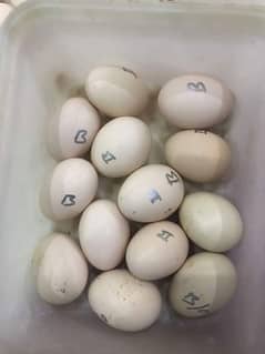 Heera Egg Available 03153716842