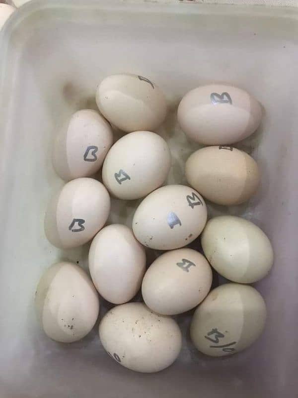 Heera Egg Available 03153716842 0