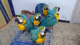 blue macaw parrot cheeks for sale very good health 0328=299=4041