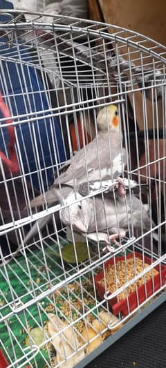 cocktiel pair for sale urgent