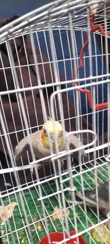 cocktiel pair for sale urgent 2