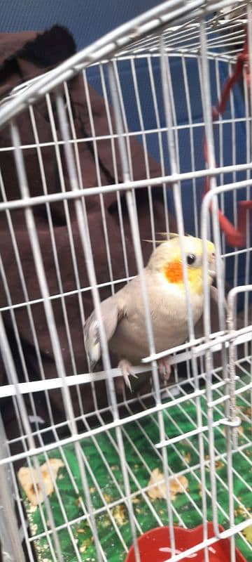 cocktiel pair for sale urgent 3