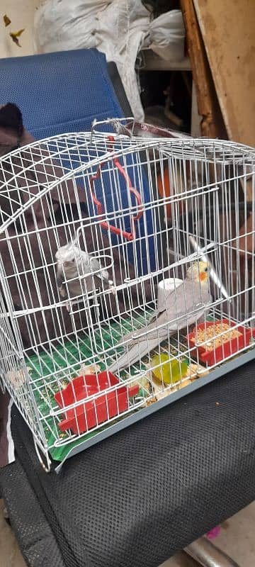 cocktiel pair for sale urgent 4