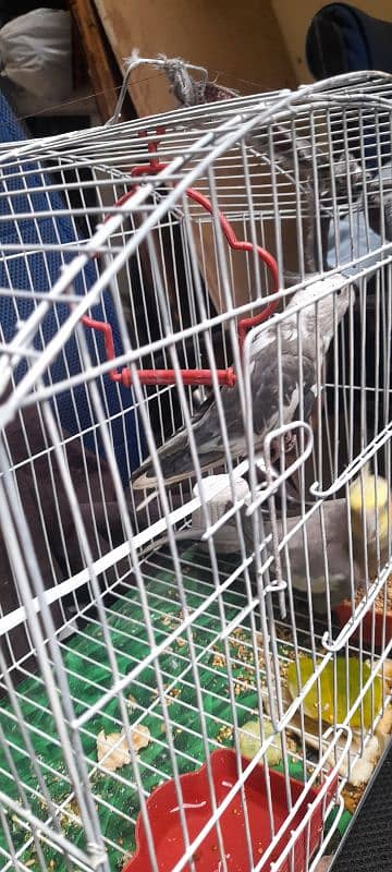 cocktiel pair for sale urgent 5