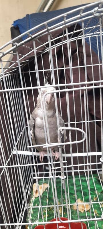 cocktiel pair for sale urgent 6