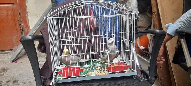 cocktiel pair for sale urgent 8