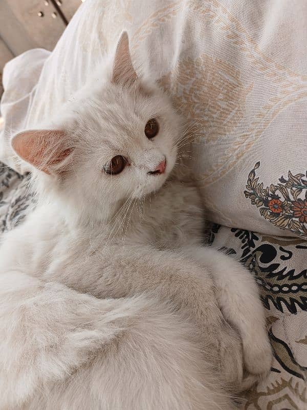 Persian cat with cat accessories 3