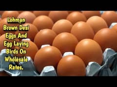 Lohman brown eggs for sale 1 eggs 35 12 eggs 420