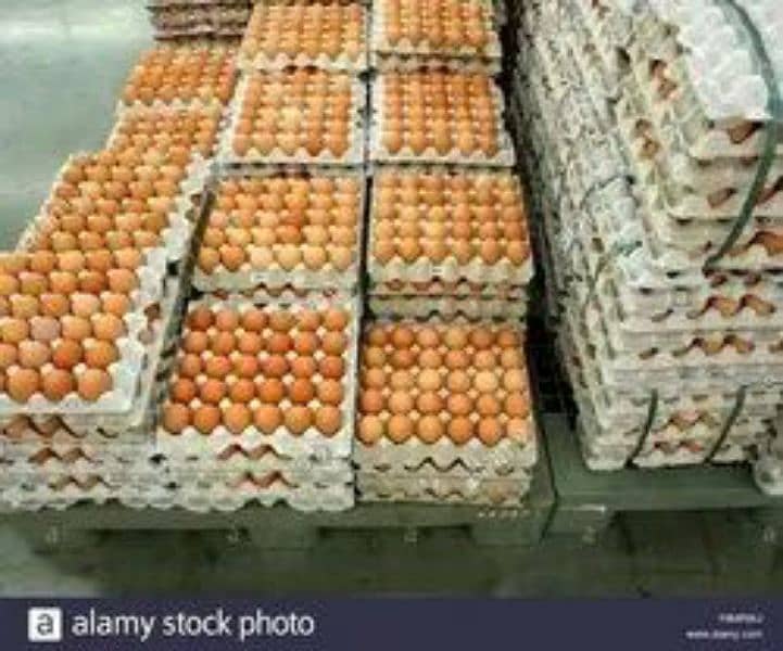 Lohman brown eggs for sale 1 eggs 35 12 eggs 420 3