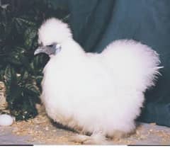 egg laying female white silkie