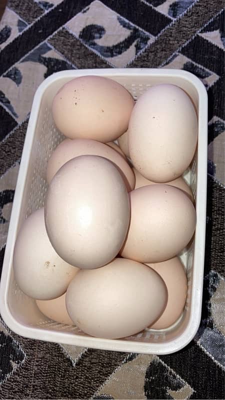 Ayam Cemani grey tongue eggs available 5