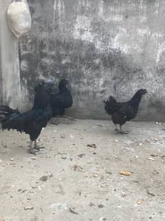 Ayam Cemani grey tongue eggs available