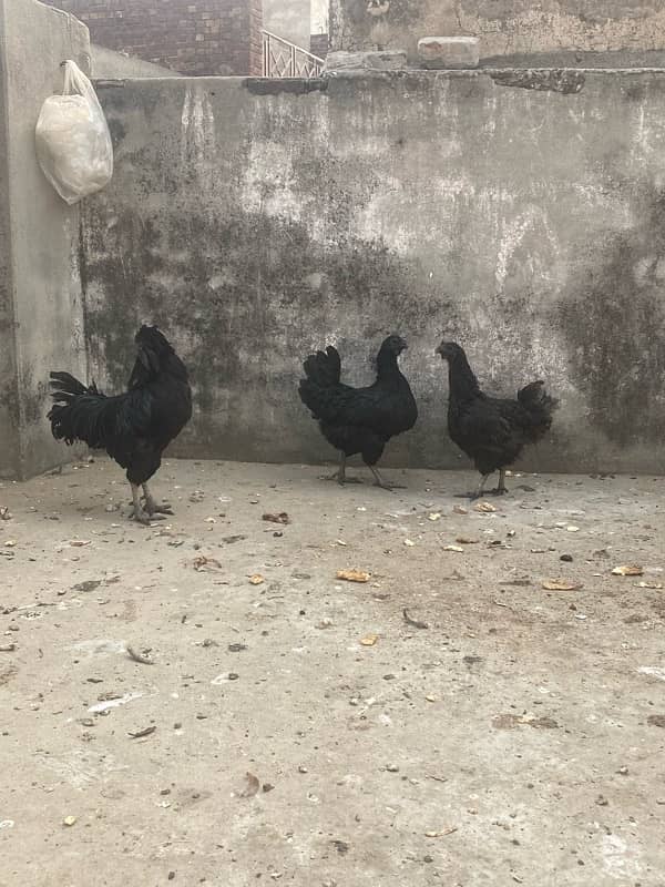 Ayam Cemani grey tongue eggs available 2