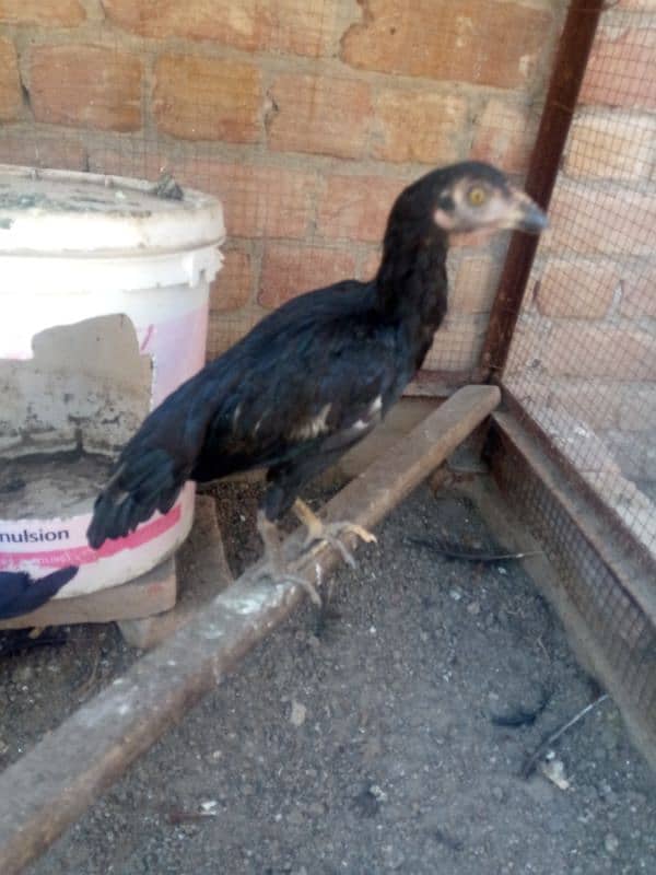 quality birds for sale 2