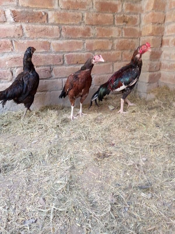 quality birds for sale 10