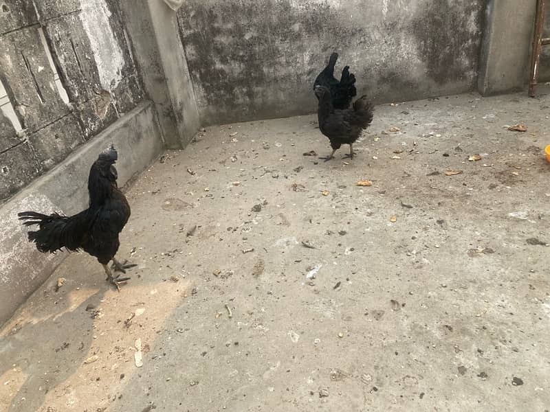 Ayam Cemani grey tongue eggs available 3