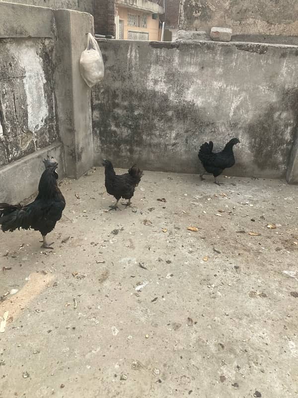 Ayam Cemani grey tongue eggs available 4