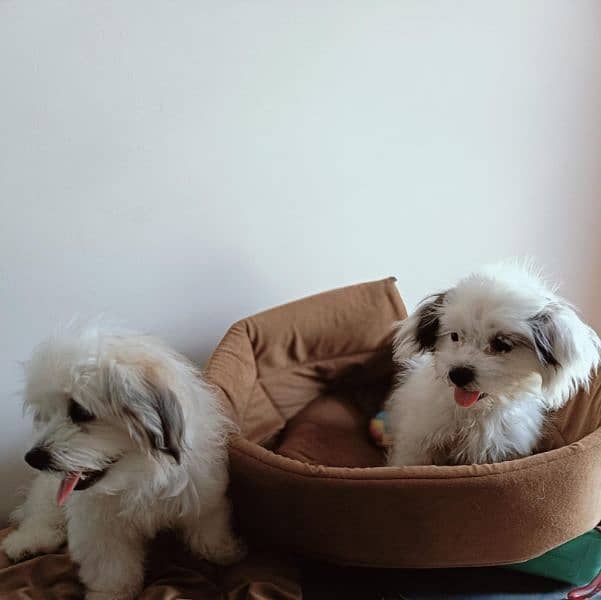 Shih Tzu Puppy Pair 2