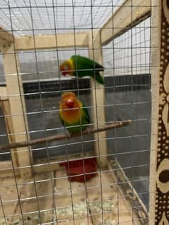 “Beautiful Pair of Lovebirds for Sale  – Healthy and Charming!”