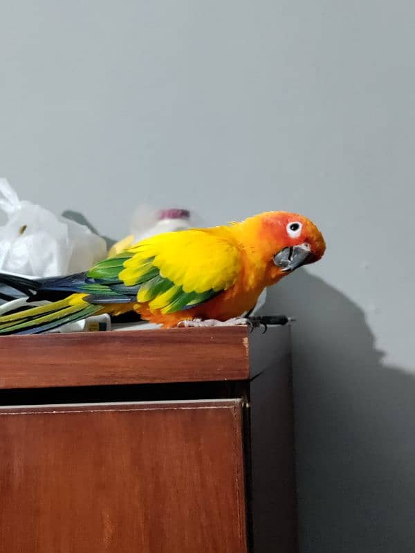 Sun Conure Male DNA 0