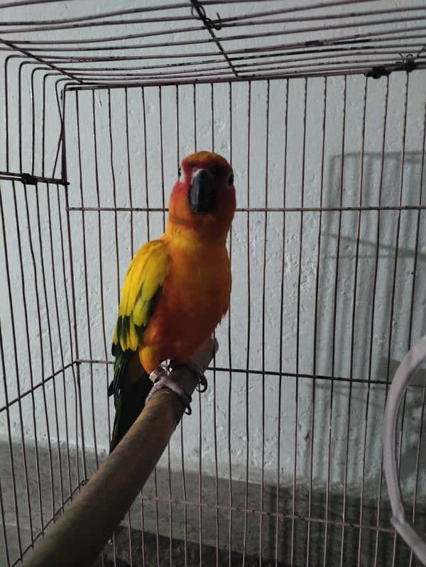 Sun Conure Male DNA 3