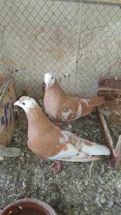 Two pigeon  breeder  pair for sale 3000 per pair