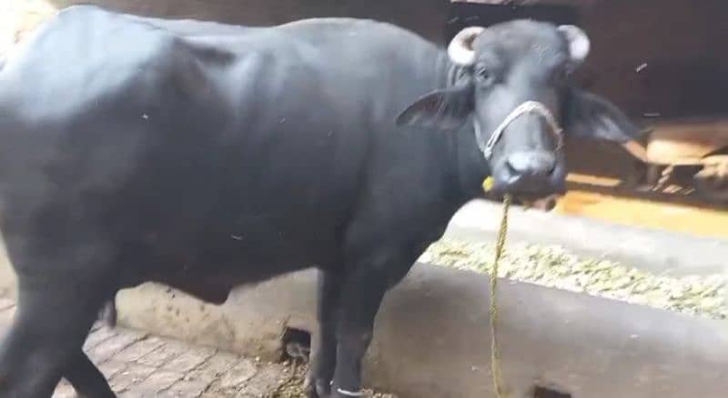 2usra sua buffalo jhoti ghbn  bht ala nasal milk kilo 1