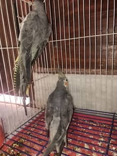 parrots for sale