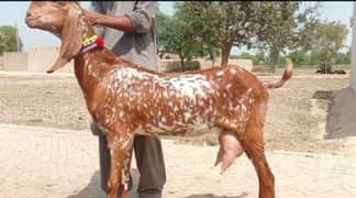 Makkhi chini bakri 2 bacchon ke sath for sale03262867305 0