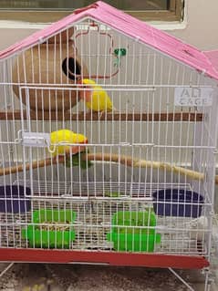 love birds breeder pair Rs 3500 with cage Rs 5000