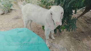 Baby goat female 7 month