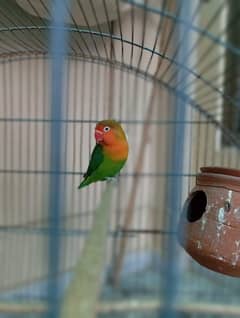 Lovebirds Breeder Pairs With Cage/Greenfisher breeder pair with cage