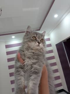 Persian cat grey colour triple cort Activeness level very high