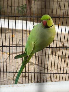 RAW PARROT FOR SALE