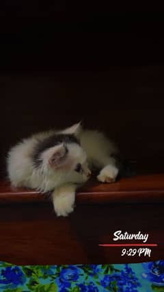 persian kitten for sale