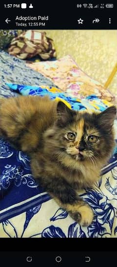 paid adoption healthy extra fur Persian female.