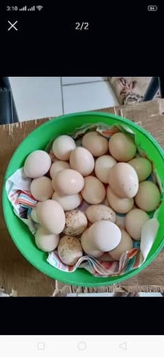 Australorp fertile eggs